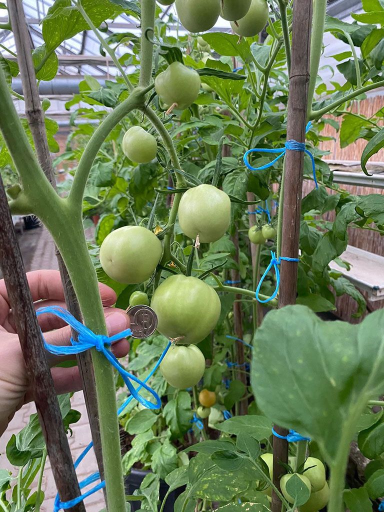 Rajčata 1_cz--cs-CZ